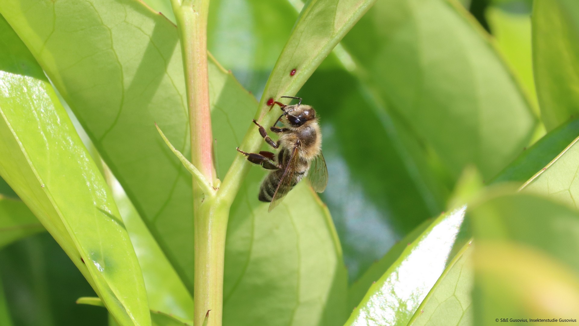 Quote from the media: