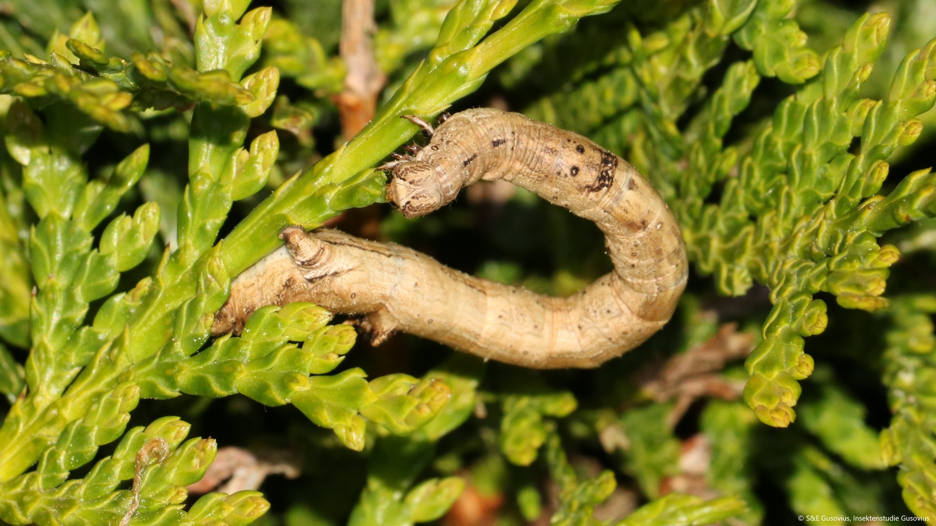 Quote from NABU association: