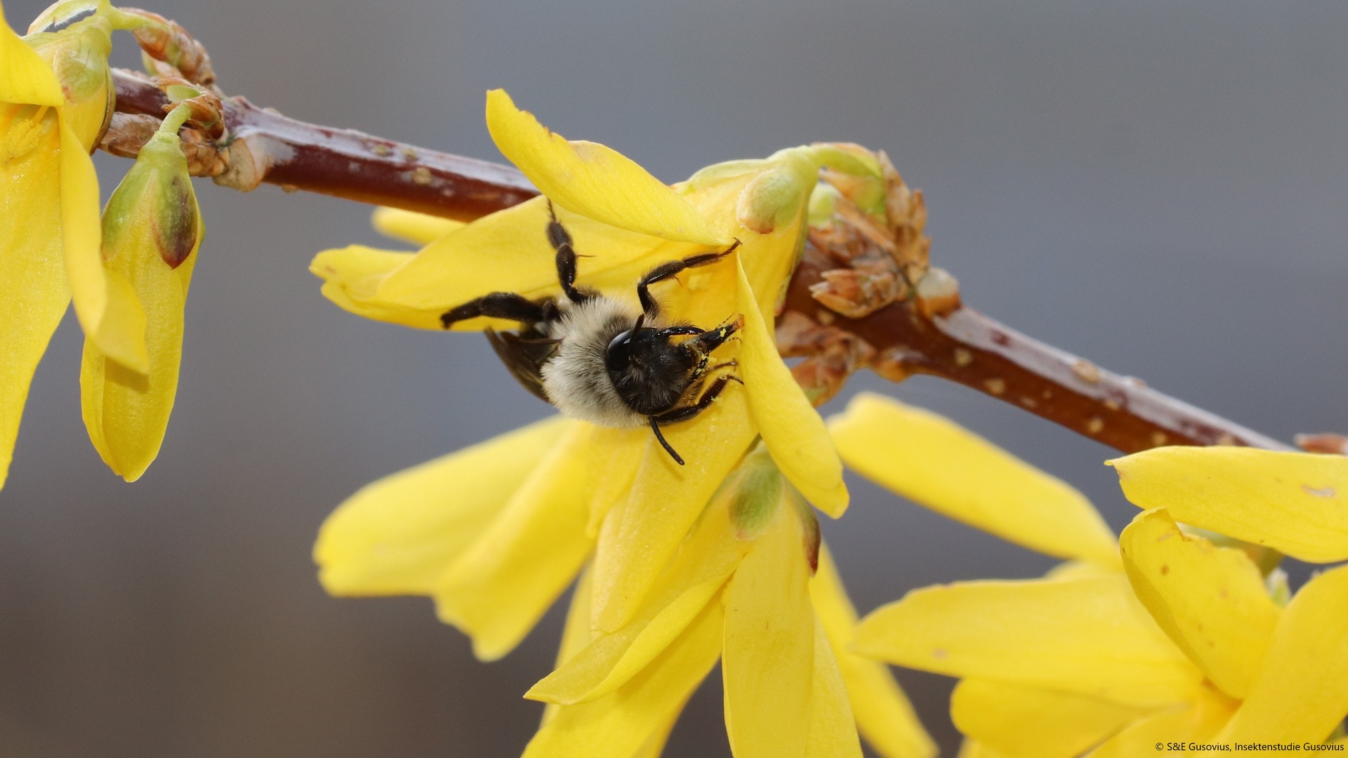 Quote from Südwestrundfunk SWR (public service broadcasting):