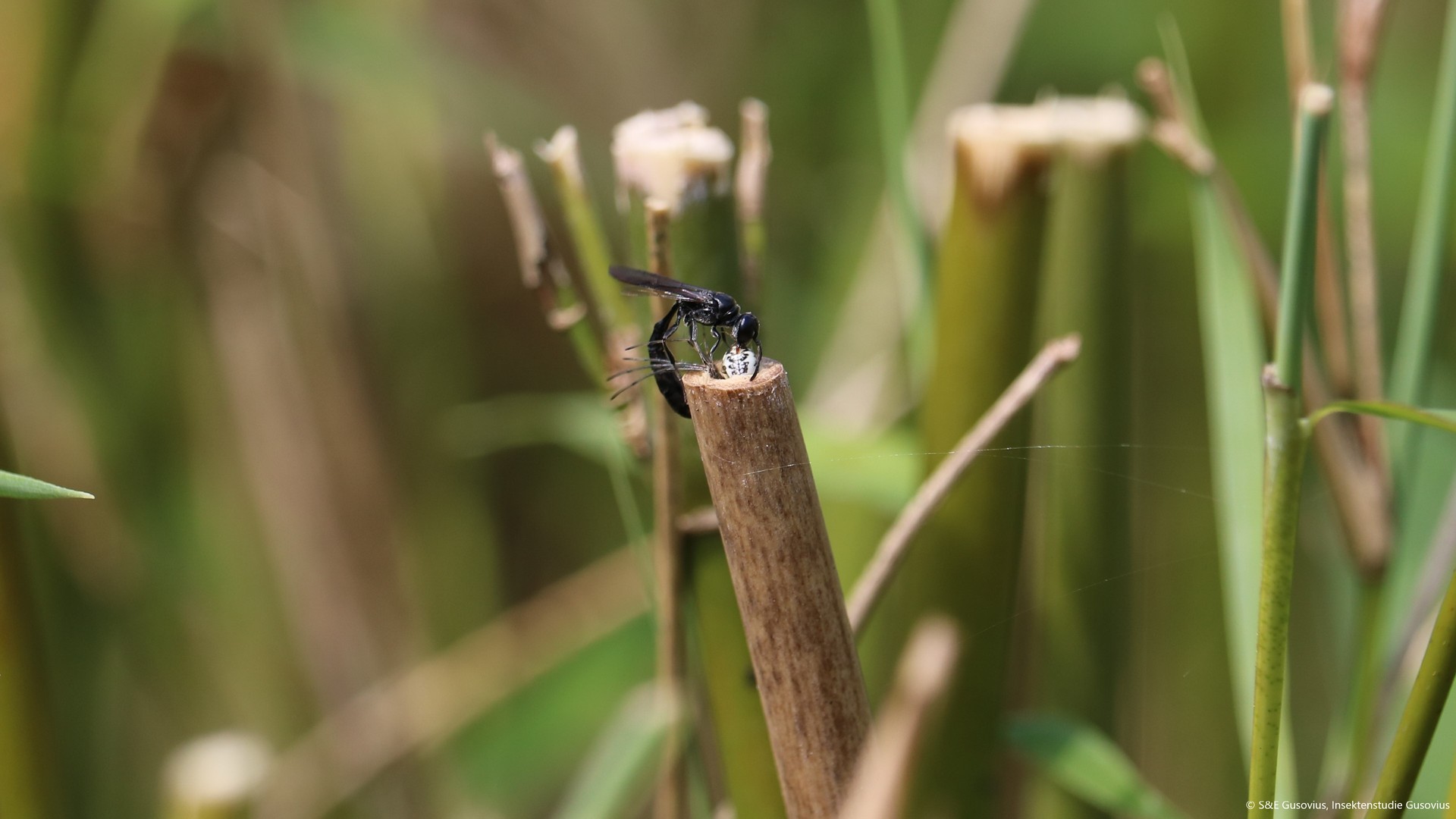 Quote from BUND association: