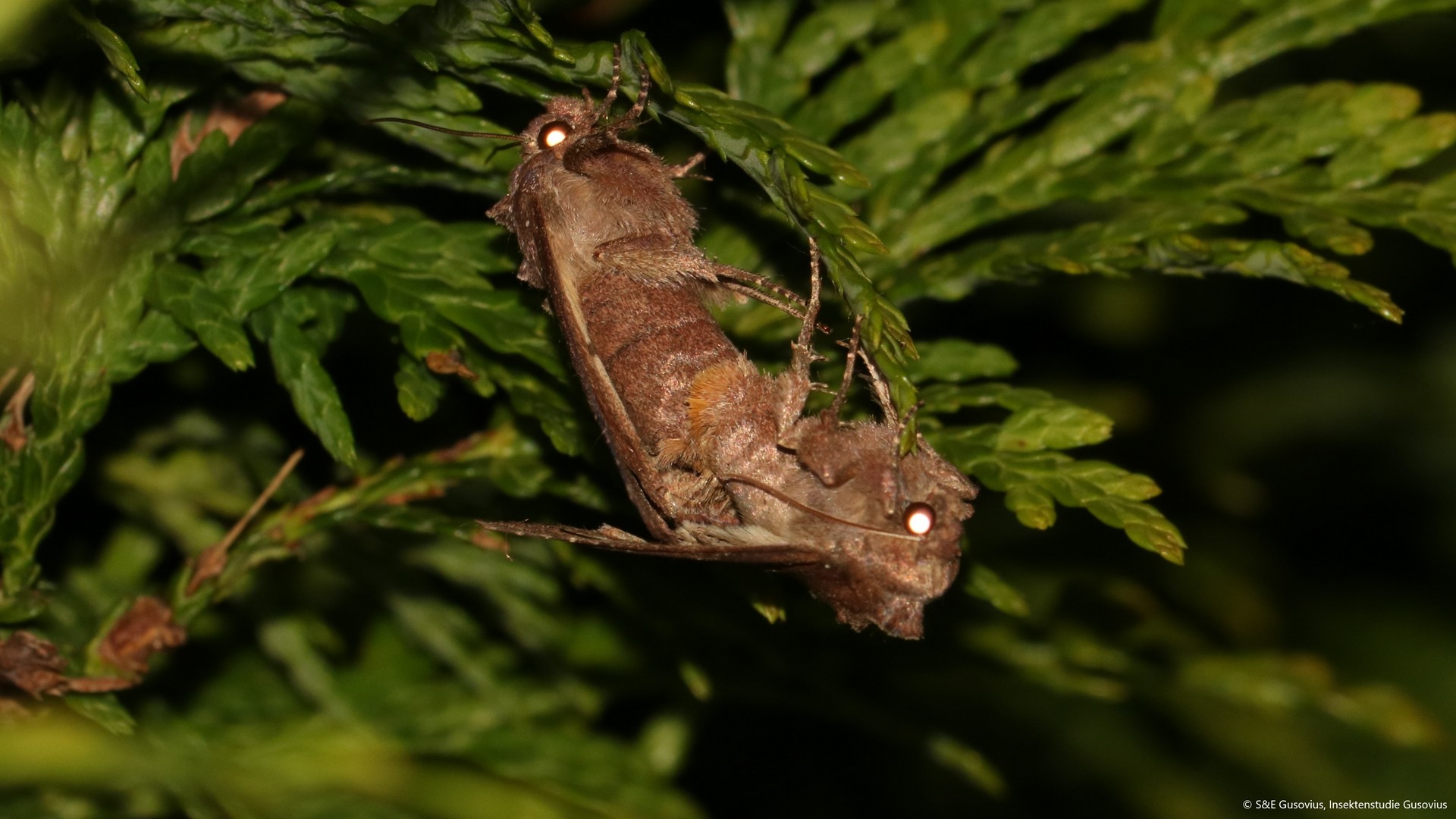 Quote LBV association: