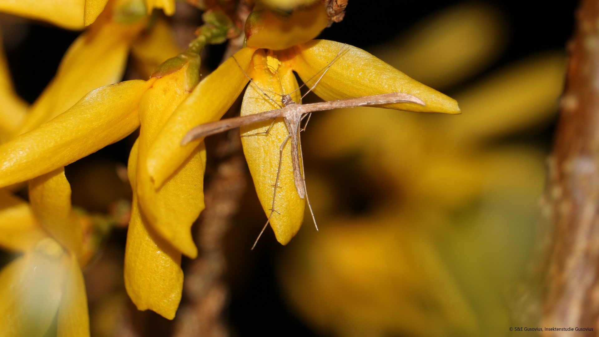 Quote “Deutschland summt” (&quot;Germany is buzzing&quot;) association: