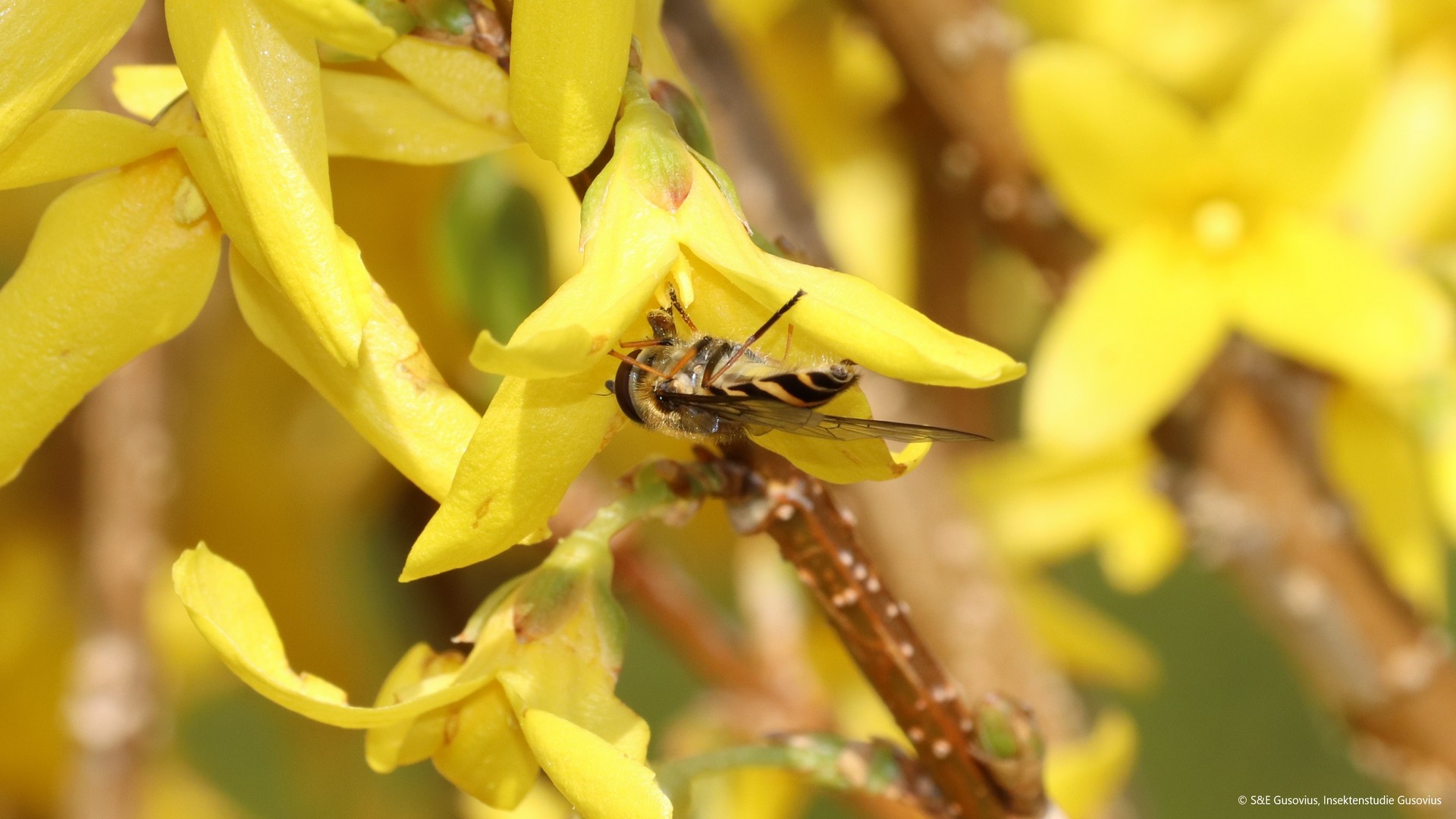 Lecture Scientists 4 Future association: 