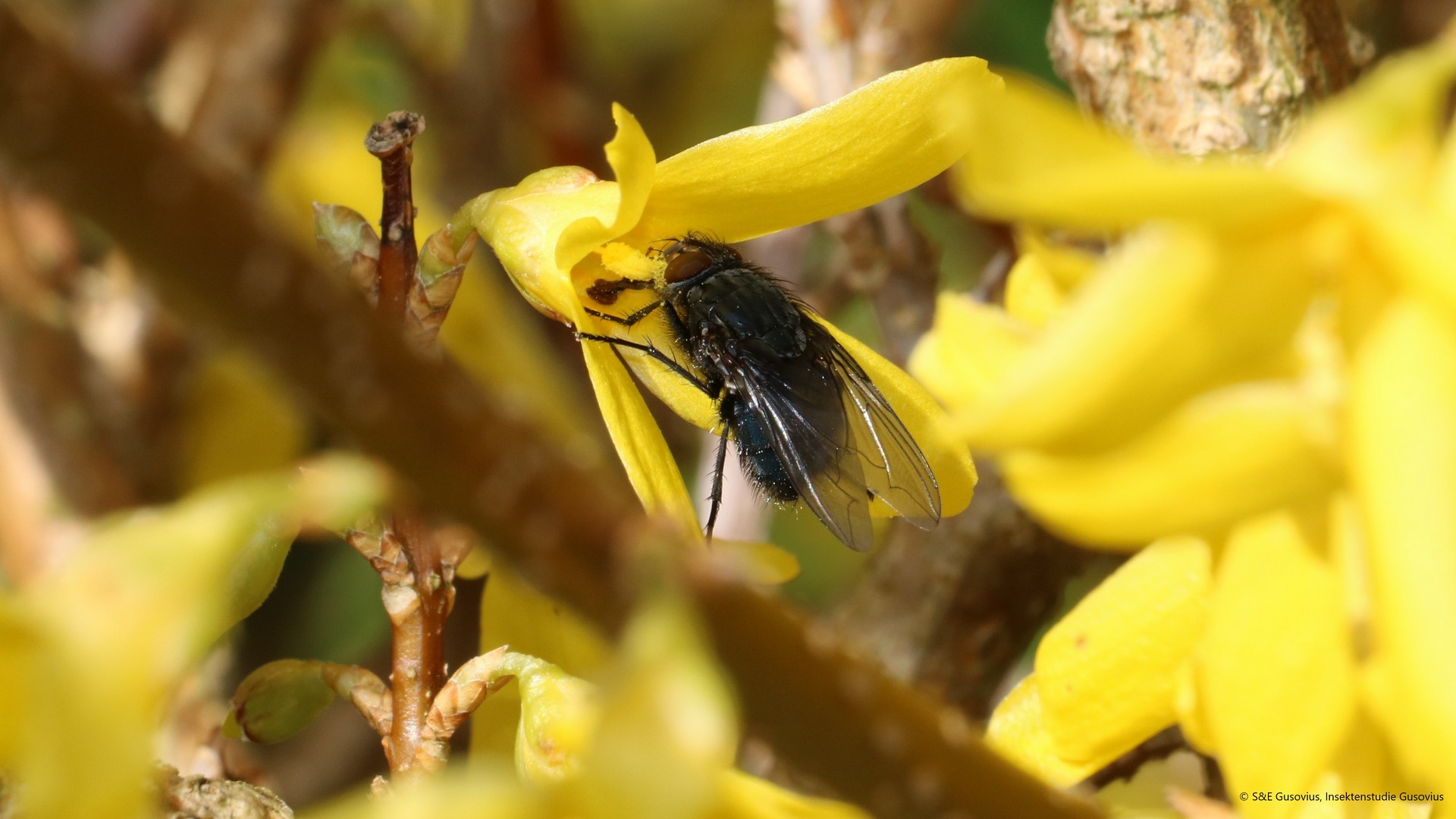 Quote from the media: