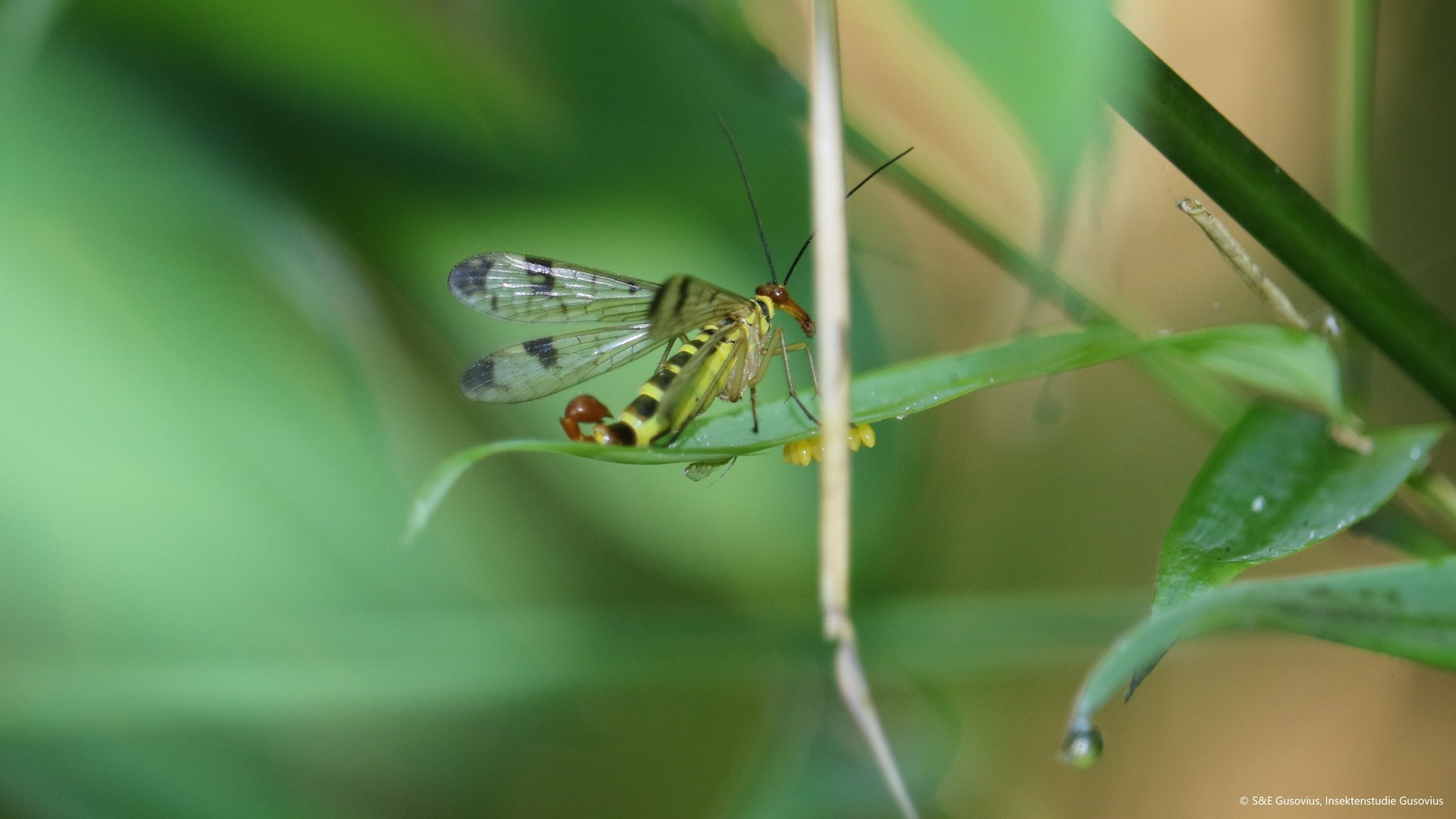 Quote from Bayerischer Rundfunk BR (public service broadcasting):