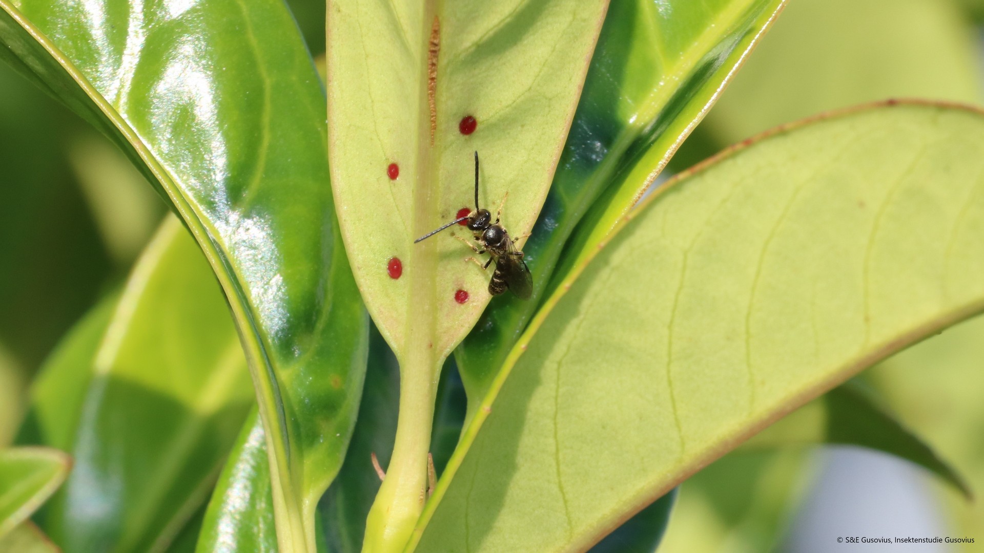 Quote from party Alliance 90/The Greens: