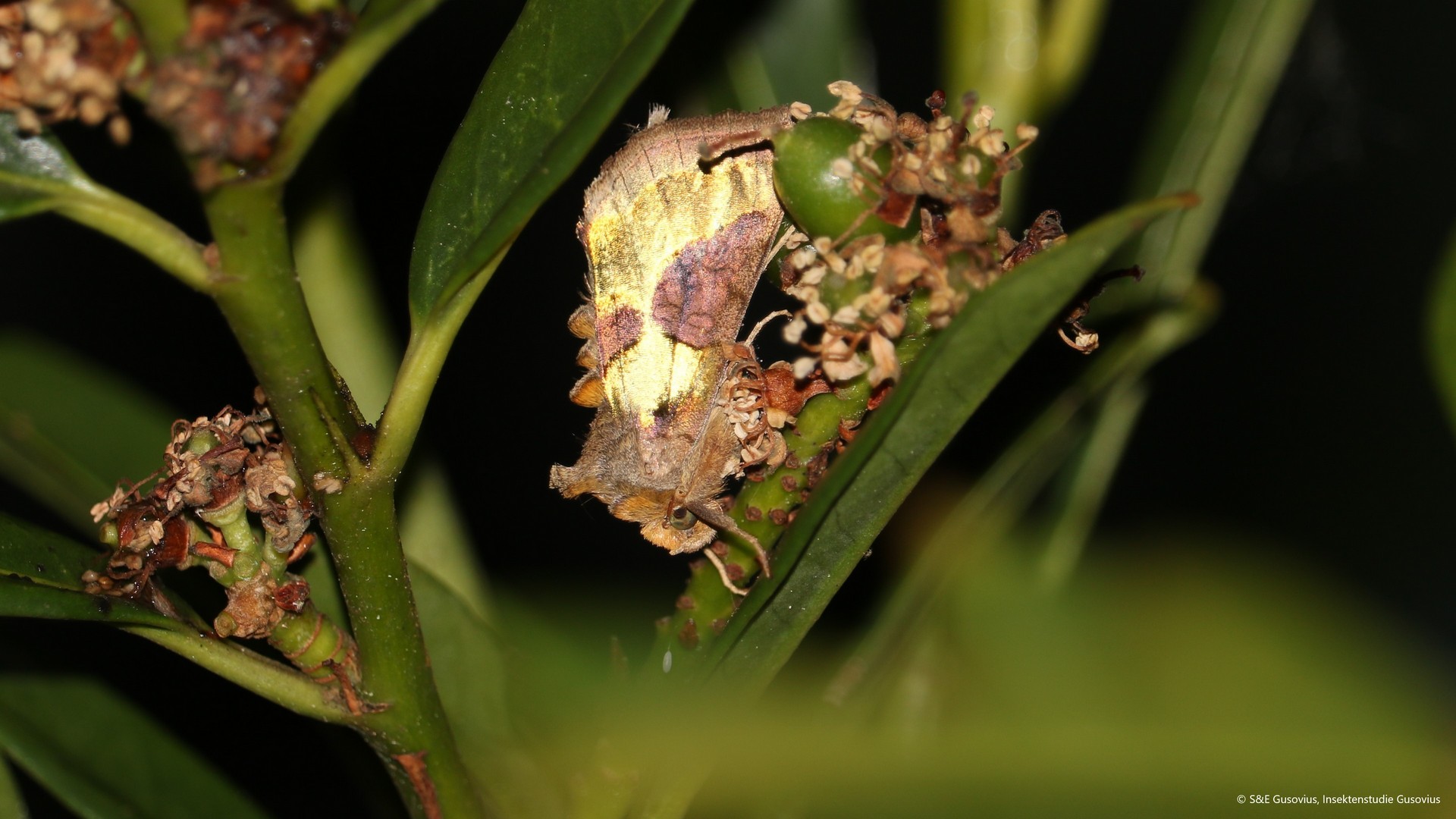 Quote from party Alliance 90/The Greens: