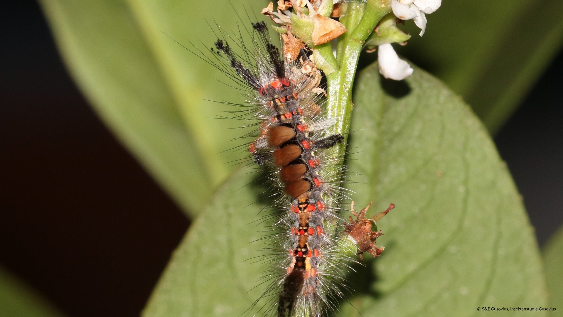 ARD, [W] as in Knowledge (public service broadcasting): 