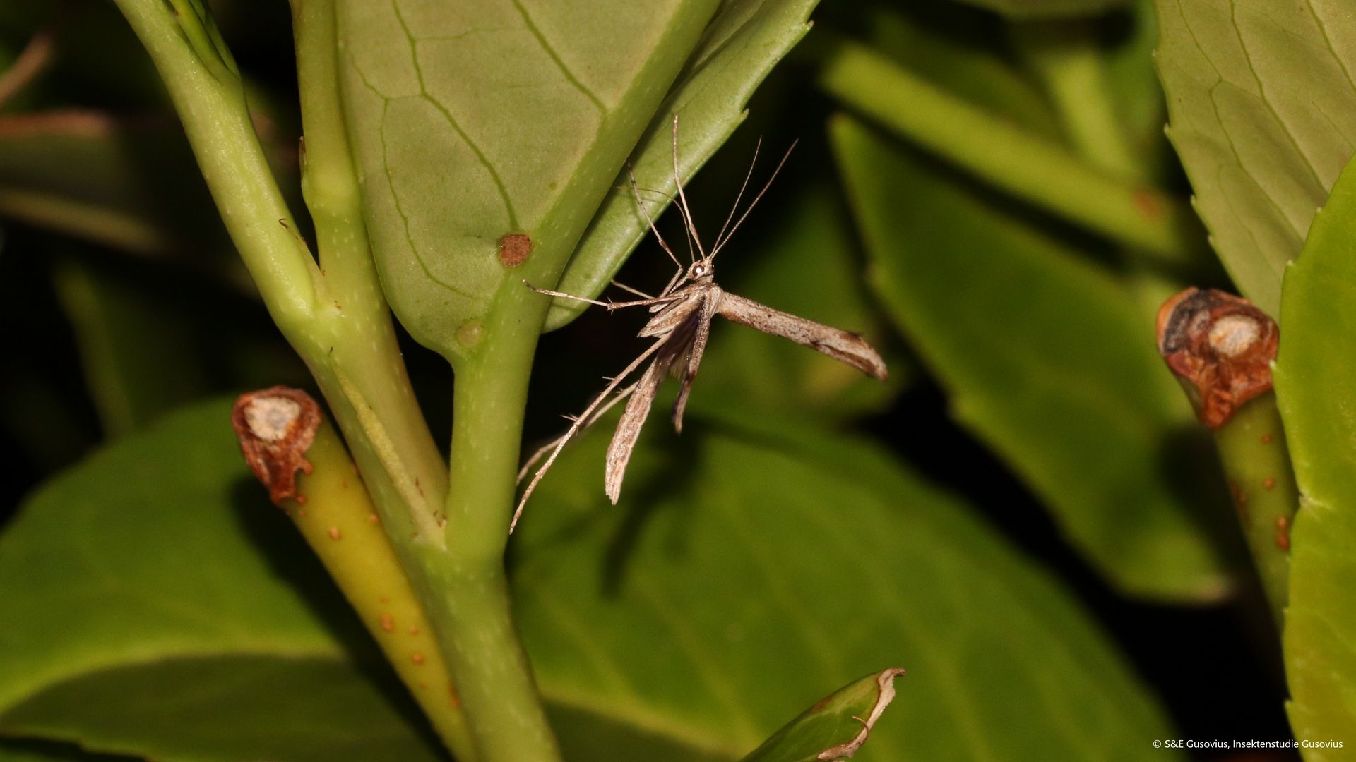 Party BÜNDNIS 90/DIE GRÜNEN:
